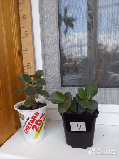 Крассула толстянка денежное дерево