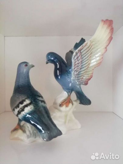 Почтовые голуби Германия