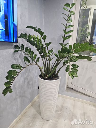 Замиокулькас