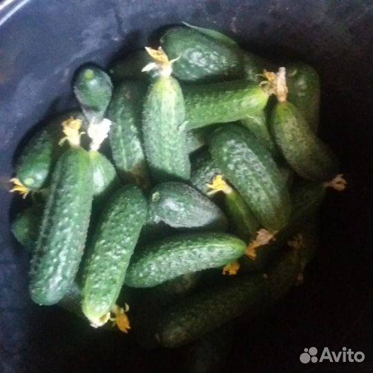 Огурцы свежие