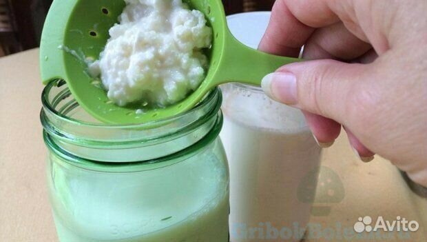 Тибетский молочный гриб для приготовления кефира