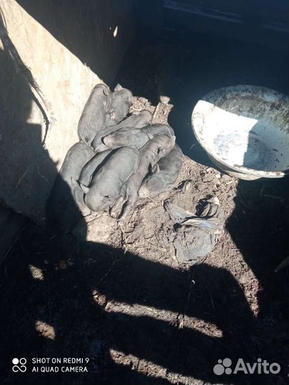 Вьетнамские поросята