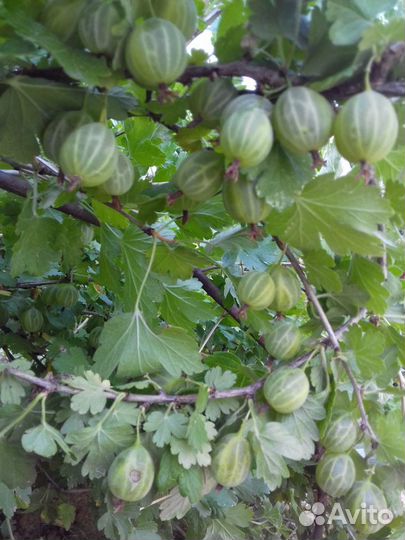 Крыжовник, смородна, зелень, цветы, рассада