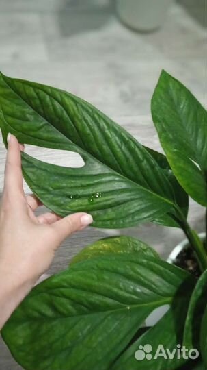 Монстера пиннатипартита