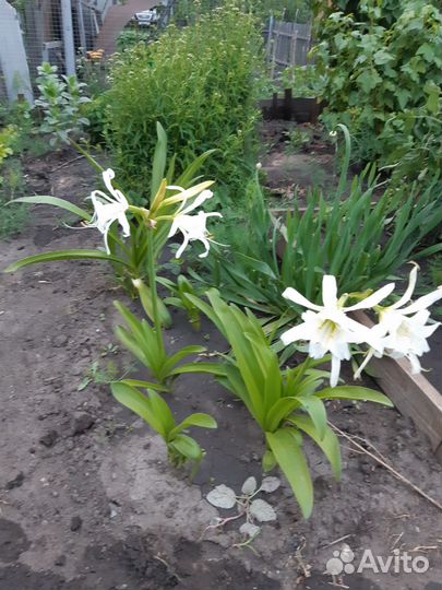 Исмене(гименокалис)