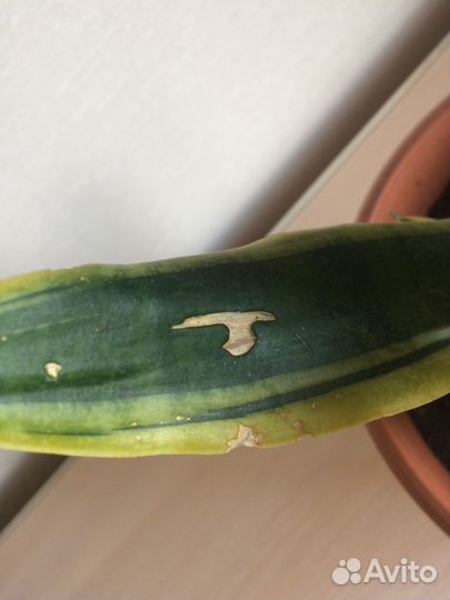 Сансевиерия