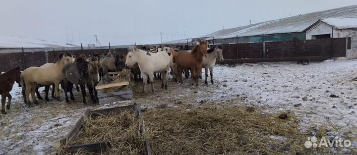 Продажа лошадей