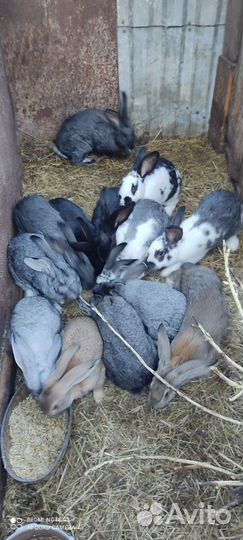 Кролики мясных пород. Молодой крол серый