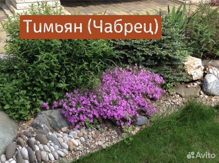Чабрец саженцы