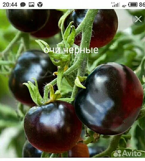 Семена сортовых томатов