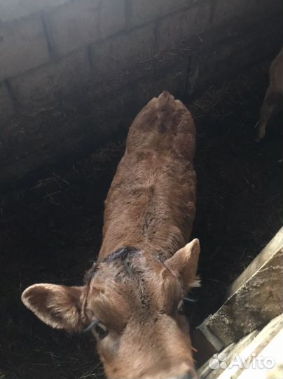 Телята бычки