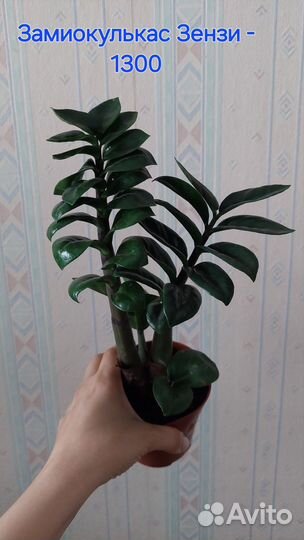 Комнатные растения цветы