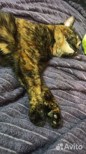 Кошка ищет хозяина