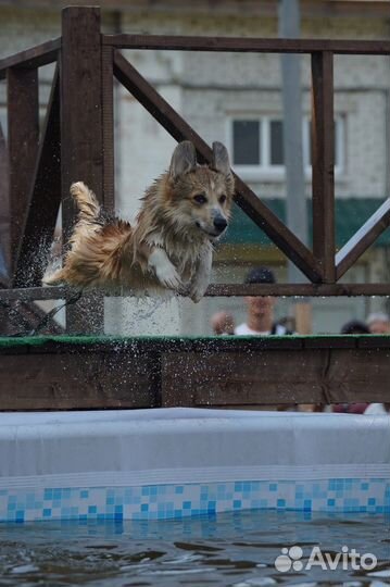 Собака для фотосессии