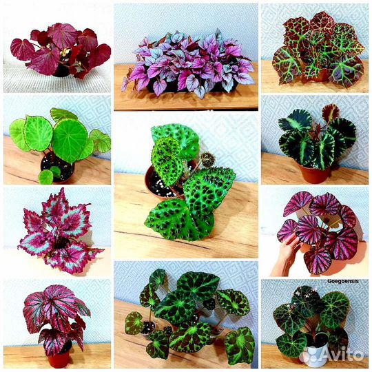 Бегония 200 сортов