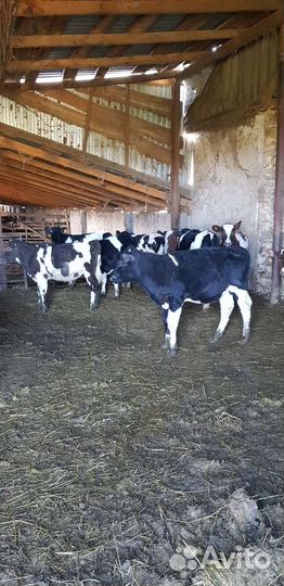 Телята, тёлочки