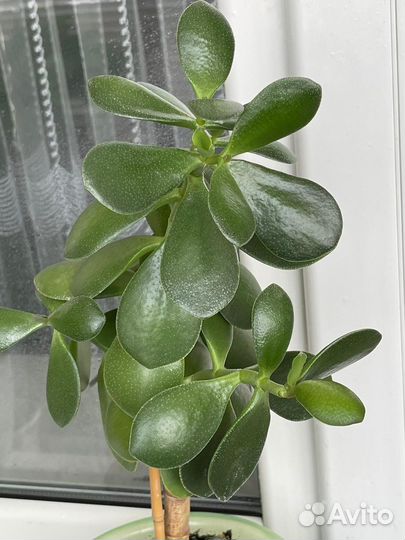 Денежное дерево Толстянка Комнатные цветы