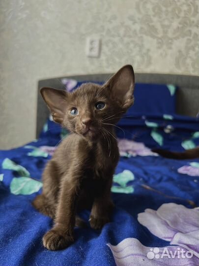 Ориентальные котята