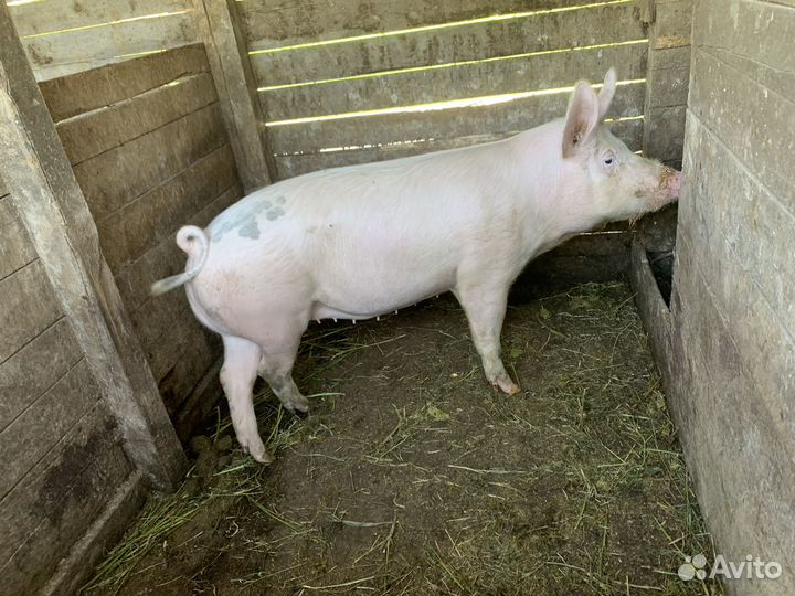 Мясо свинина домашняя