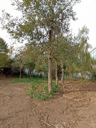 Участок 13,8 сот. (ИЖС)