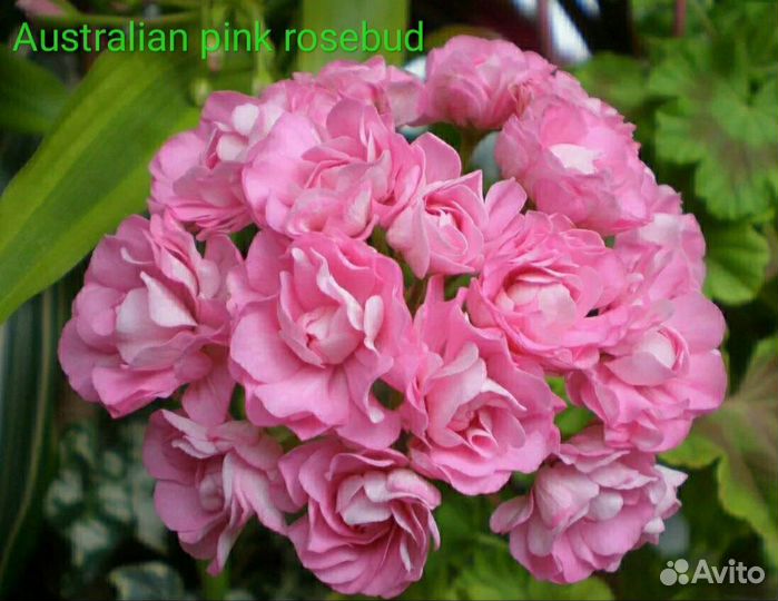 Пеларгония герань