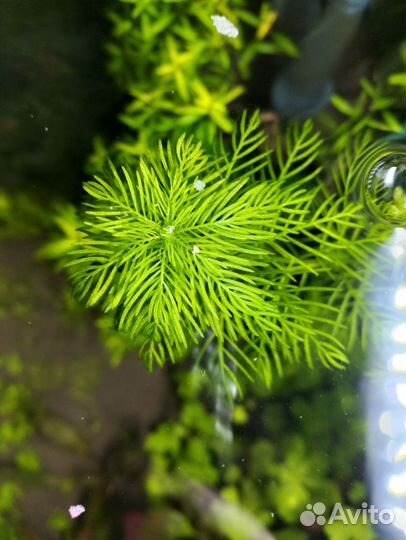 Аквариумные растения