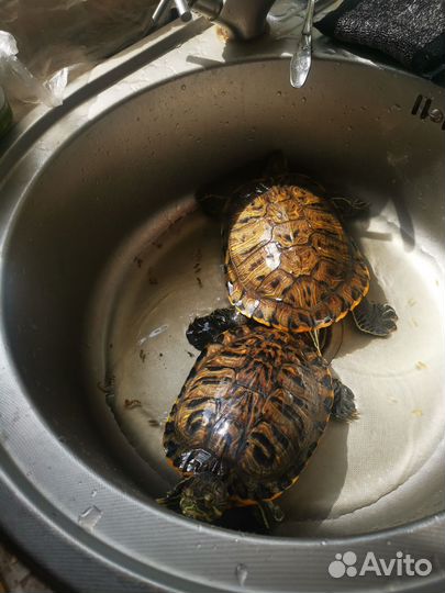 Красноухая черепаха бесплатно