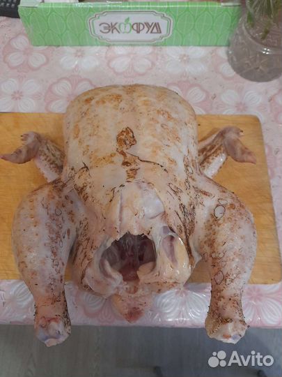 Домашние куры