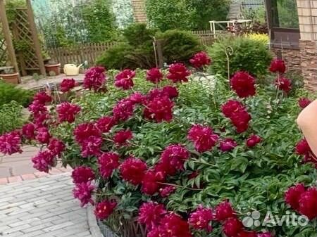 Пионы корни