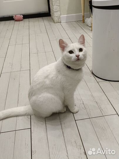Кошка в добрые руки