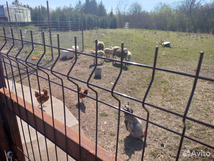 Продам овец, на мясо, племя