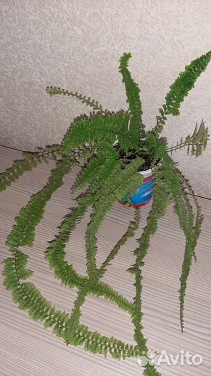 Папоротники