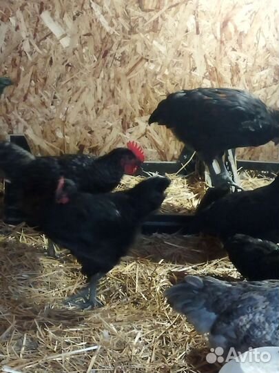 Молодые петушки