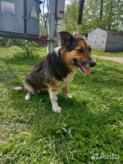 Собака в добрые руки отдам бесплатно