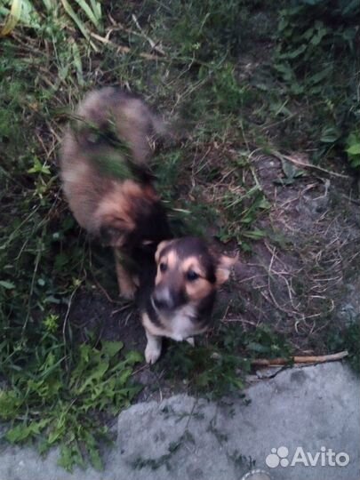 Веселые щенята двортерьер