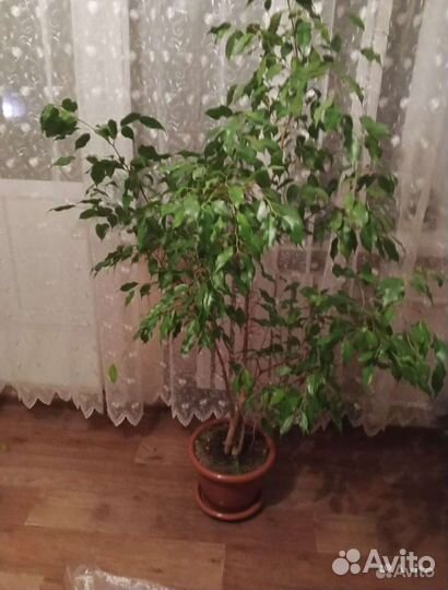 Комнатные цветы Фикус и драцена