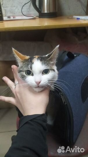 Кошечка в беде