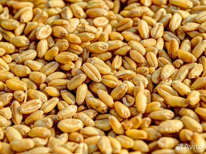 Зерно пшеница