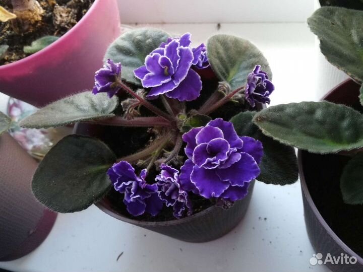 Фиалки продажа