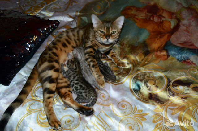 Продаю Чистокровных Бенгальских котят объявление продам