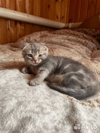 Шотландские котята