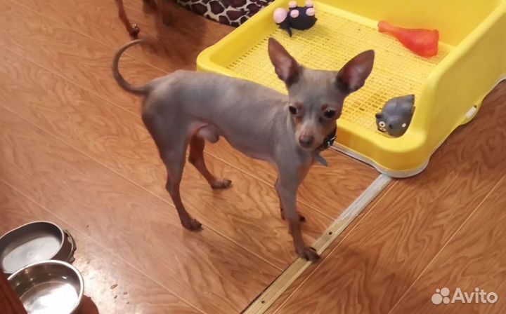 Вязка лилового той терьера