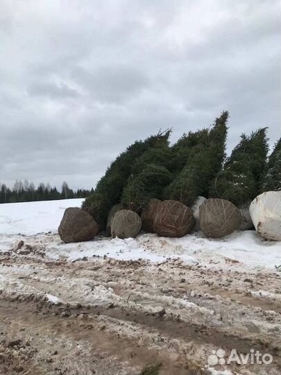 Пихта Корейская, крупномер