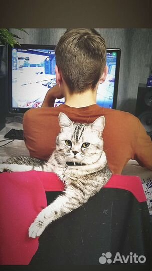 Ищем невесту Коту)