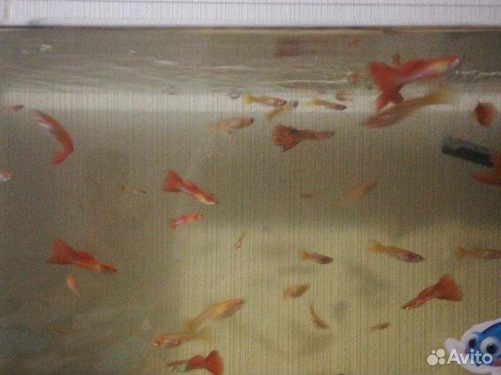 Аквариумные рыбки гуппи