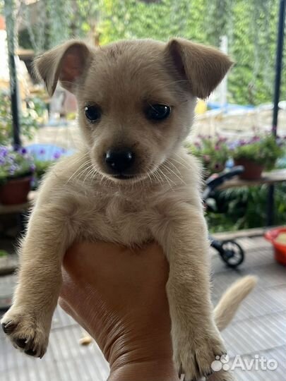 Щенок в добрые руки бесплатно маленькой породы
