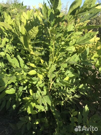 Декоративные растения для сада