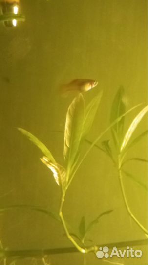 Мальки меченосцев