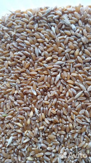 Комбикорм, злаки, корм для собак