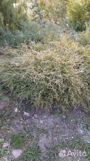 Можжевельники, декоративные кустарники